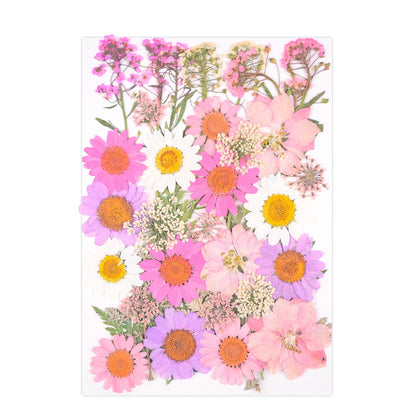 Pink Daisy Pressed Real Dried Flowers, Pressed Flower