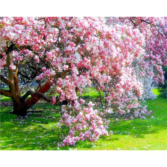DIY Paint Numbers Blossom Tree 